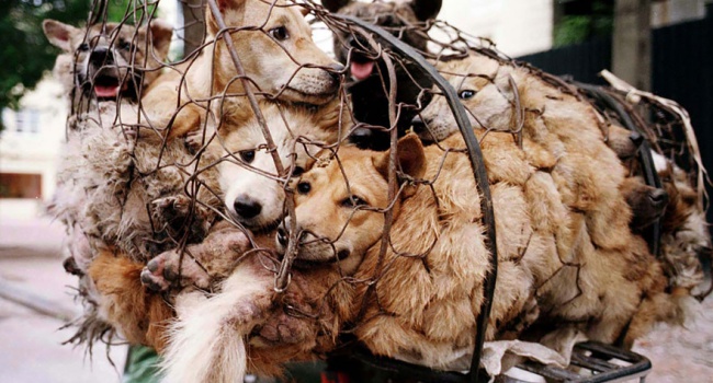 В Китае активисты спасли более 1000 собак от съедения