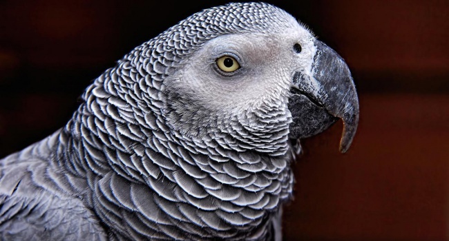 В США попугай может быть признан свидетелем по делу об убийстве
