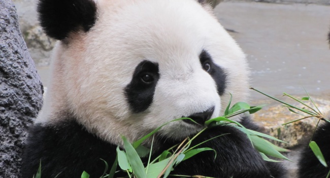 Большая панда в Макао родила близнецов