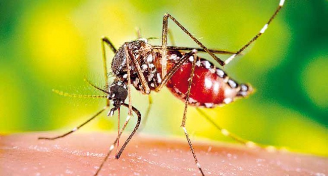 Біля Харкова знайдено хворого тропічною малярією. Смертельно небезпечну хворобу завіз студент із Африки.