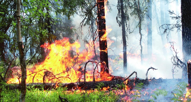 Гидрометцентр предупредил киевлян о возрастающей пожарной опасности