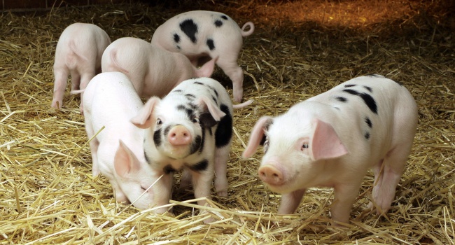 В Украине начала дешеветь свинина