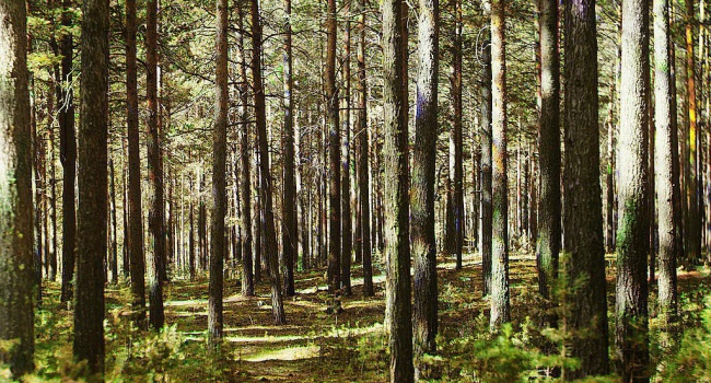 Прокурори хочуть повернути 50 гектарів лісу, які зараз орендують друзі Януковича