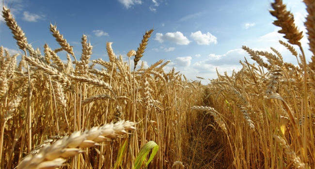 Украина продолжает обновлять рекорды по экспорту зерна