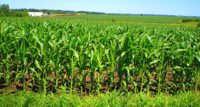 Китай пожаловался на качество украинской кукурузы