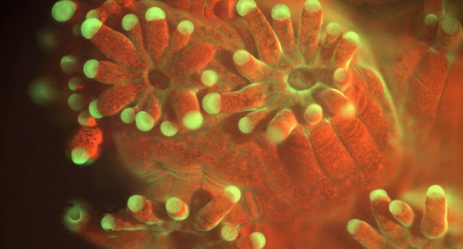 Микроскоп поможет изучить жизнь морских глубин
