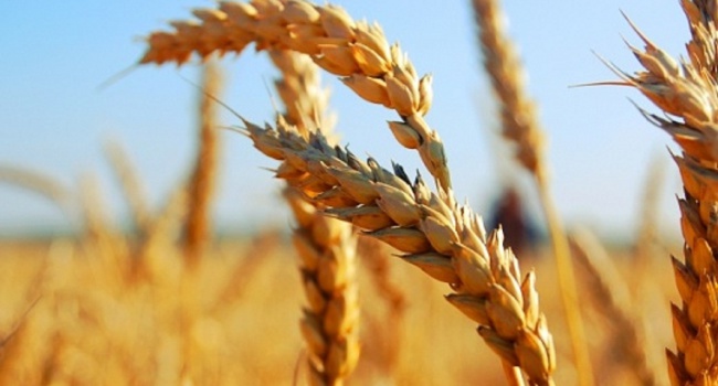 Названы крупнейшие импортеры украинского зерна
