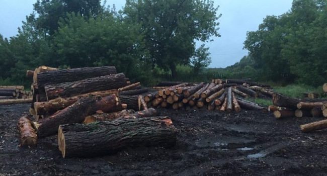 На Сумщине незаконно вырубили 250 кубометров дубового леса