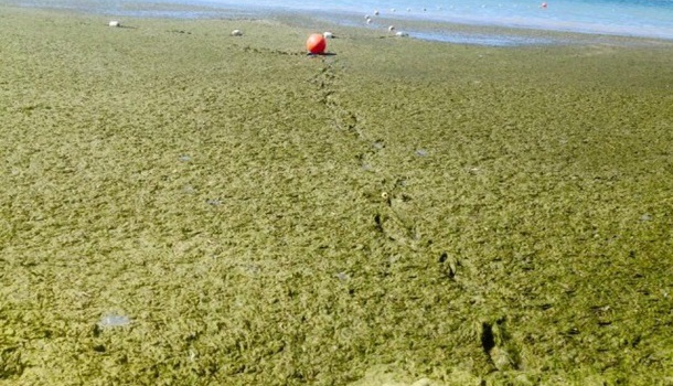 Туристы рассказали о грязном море в Херсонской области, - фото