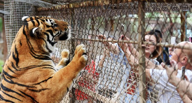 В Пекине тигр напал на туристов