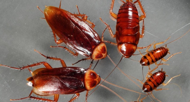 Ученые: тараканы станут спасителями людей