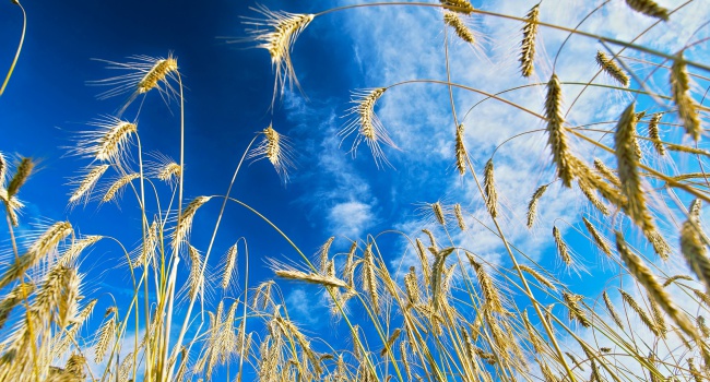 На рынке пшеницы Украина вытесняет Россию