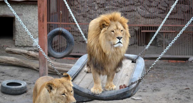 Животных Харьковского зоопарка освободят от решеток