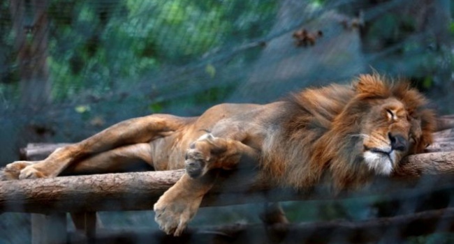 Тварини у венесуельських зоопарках помирають з голоду