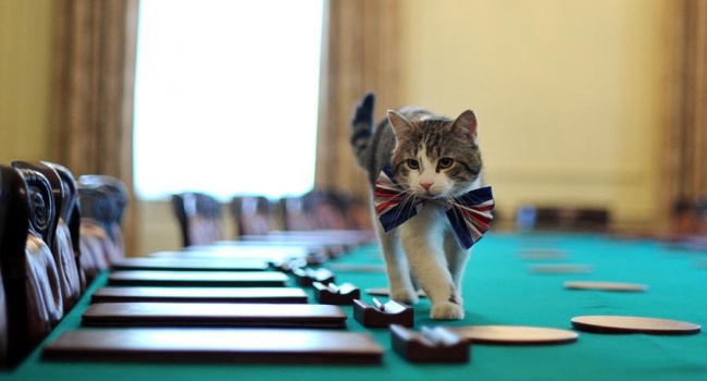 Уряд Великобританії продовжує брати на роботу котів