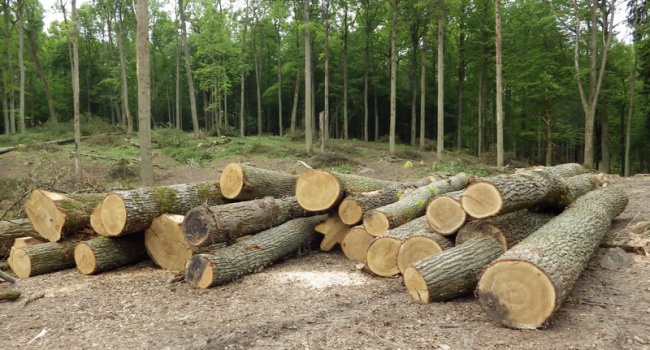 В заказнике на Волыни массовые вырубки леса