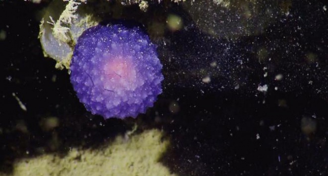 Океанологи обнаружили новую форму жизни
