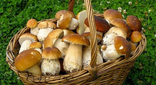 В Украине начинают дорожать грибы
