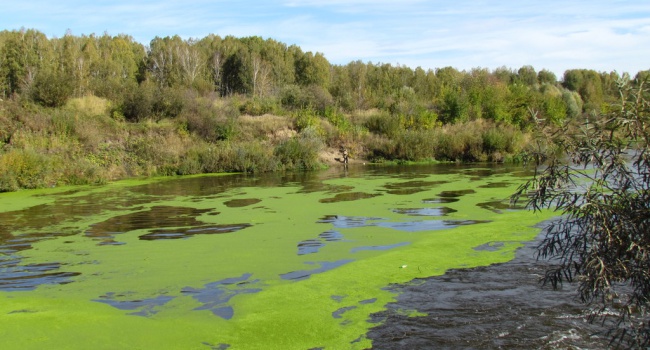 Эколог: на цветение водоемов в Украине повлияло множество факторов