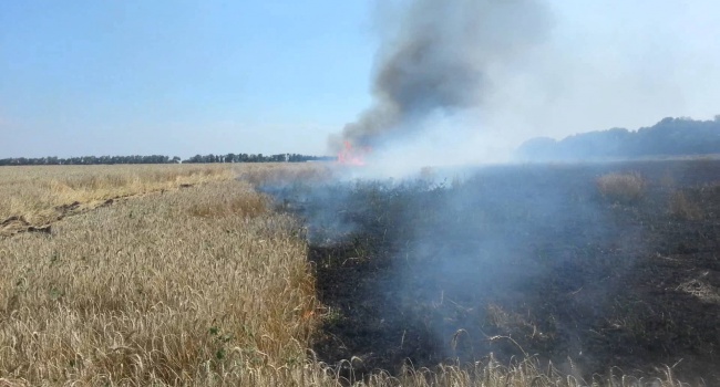 В Волынской области горела пшеница