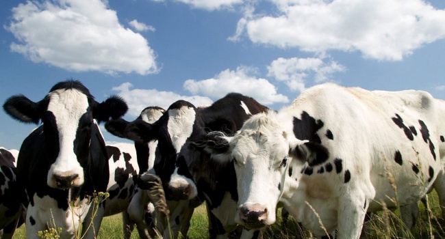 Крупный рогатый скот в Украине может поразить эпидемия