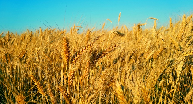 Миллион тонн зерна собрали в Сумской области