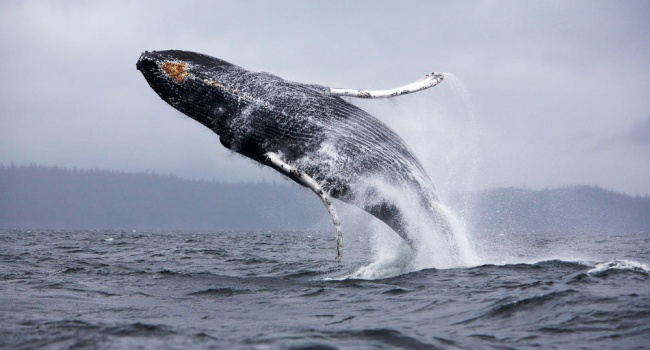 Канадских туристов едва не проглотил огромный кит