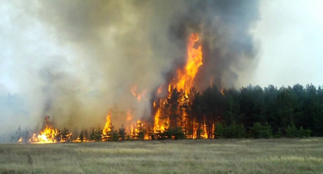 В Херсонской области горят леса