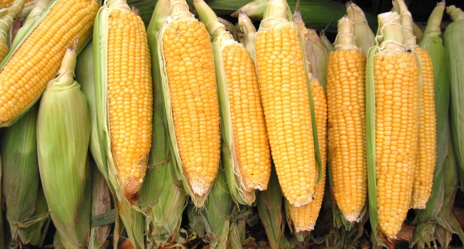 Китай откажется от украинской кукурузы