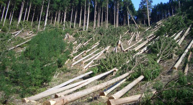 19 осіб понесуть відповідальність за незаконну вирубку лісів у Закарпатті - ДПСУ