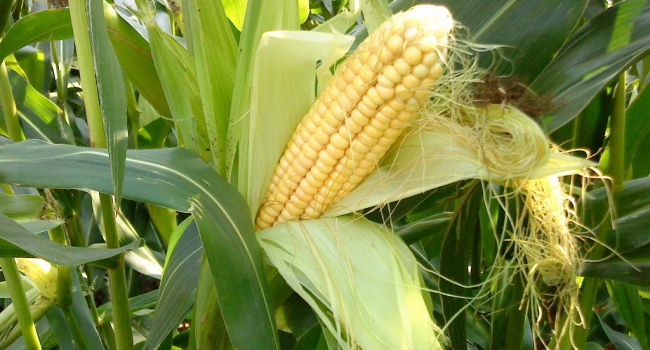 В Евросоюзе увеличится урожай кукурузы