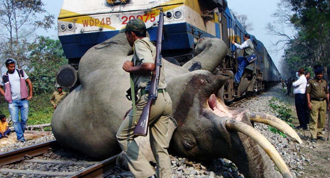 ДТП в Индии с участием слонов и поезда