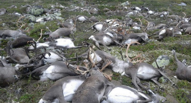 У Норвегії від удару блискавки загинули понад 300 оленів