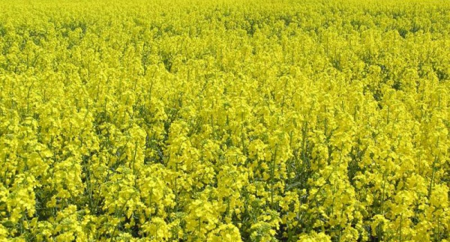 Аграрии Украины увеличивают посевную площадь рапса