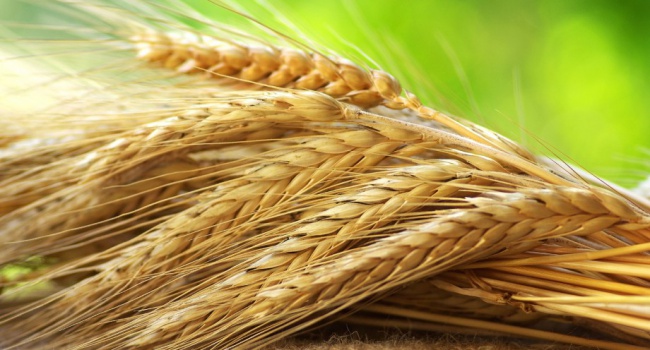 Египет может отказаться от украинской пшеницы
