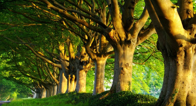 Ученые: деревья наделены интеллектом и общаются между собой