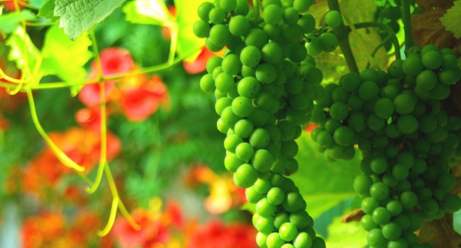 В Украине соберут рекордный урожай винограда