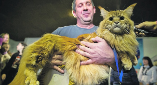 На конкурсе выбрали самого большого кота в Украине, - фото