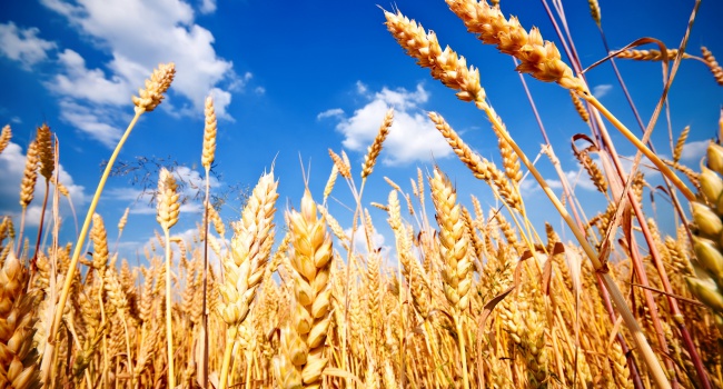 В Украине начнут выращивать новый сорт зерновых