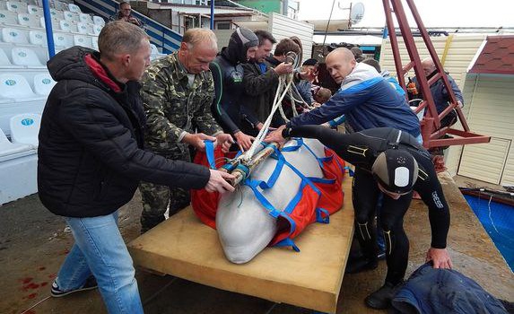 Окупанти розпродають Севастопольський дельфінарій