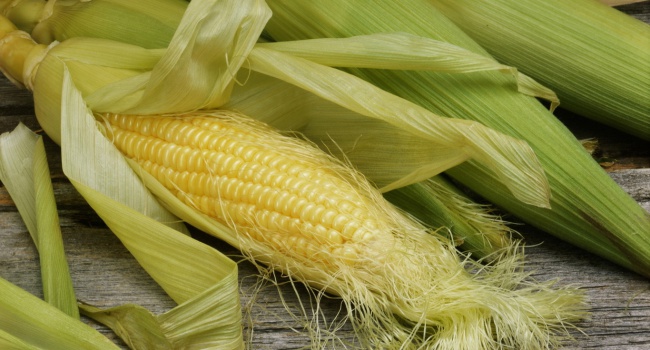 В Украине рекордный урожай кукурузы