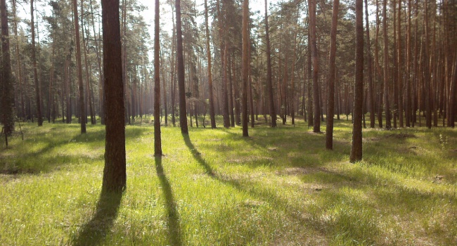 Незаконная вырубка леса в Крыму: подсчитаны убытки