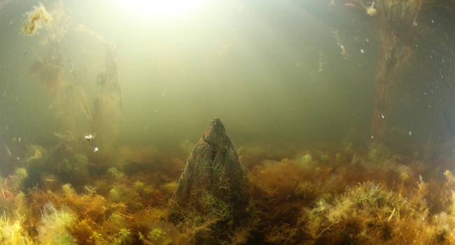 В озерах Хорватии ученые обнаружили неизвестных животных
