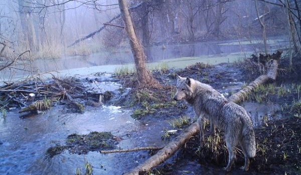 Ученые: увиденное в лесах под Чернобылем не поддается никакому объяснению, - фото
