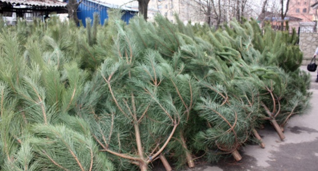 В Крыму заявили, что новогодние деревья будут привозить только из России