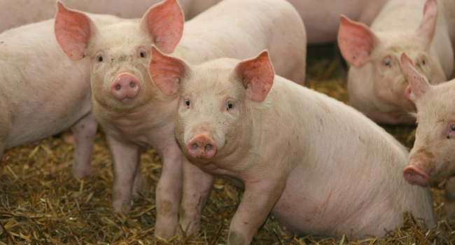 Экспорт украинских свиней возрос в сто раз