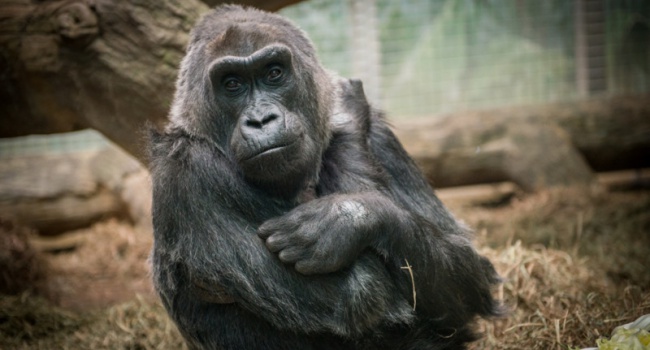 Старейшая горилла в мире отпраздновала рекордный юбилей