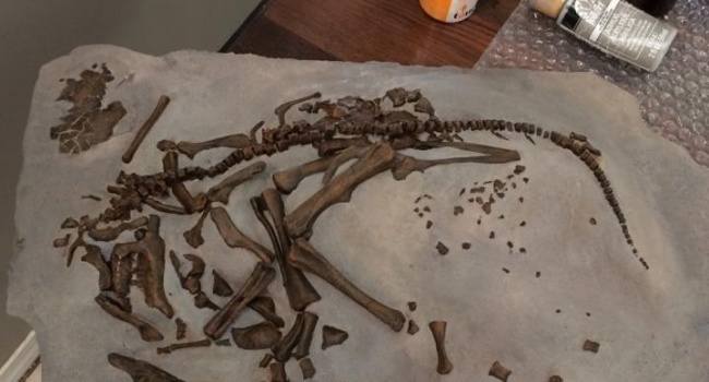 Ученые выдвинули новую гипотезу об исчезновении динозавров
