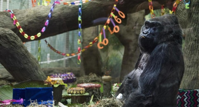 Старейшая горилла в мире скончалась в возрасте 60 лет