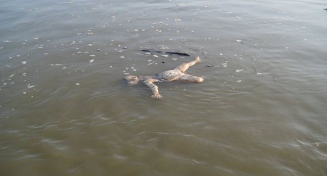 Иностранным туристам показали, какие ужасы таит в себе священная река Ганг, - фото